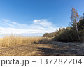 Coastal landscape with dry reed and bare trees under blue sky with clouds 137282204