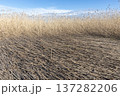 Landscape with dry reed with tall brown stalks beneath a clear blue sky 137282206