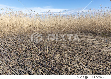 Landscape with dry reed with tall brown stalks beneath a clear blue sky 137282206