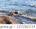 Small waves gently lap against a rocky shore 137282214