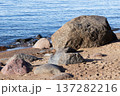 Granite rocks lay on coastal sand. Baltic Sea coast 137282216