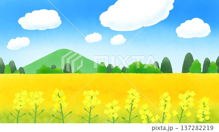 菜の花畑と白い雲 菜の花畑と白い雲 137282219