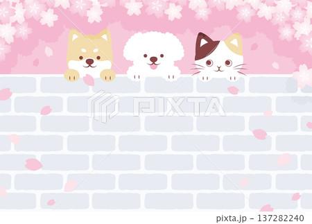 桜の花と煉瓦の壁から顔を出す犬と猫の背景イラスト 137282240