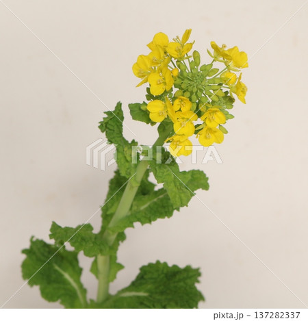 菜の花の切花3 137282337