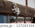 木の梁に登る三毛猫の置物 137283104