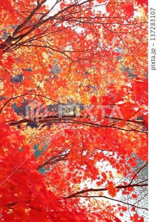 裏磐梯五色沼　紅葉　毘沙門沼　タテ位置 137283107