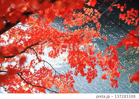 裏磐梯五色沼　紅葉　毘沙門沼 137283108