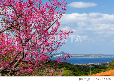 沖縄県国頭郡本部町 もとぶ八重岳桜まつり会場の早咲き琉球寒緋桜と伊江島タッチューも見渡せる海の景色 沖縄県国頭郡本部町 もとぶ八重岳桜まつり会場の早咲き琉球寒緋桜と伊江島タッチューも見渡せる海の景色 137283380
