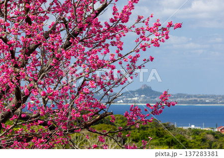 沖縄県国頭郡本部町　もとぶ八重岳桜まつり会場の早咲き琉球寒緋桜と伊江島タッチューも見渡せる海の景色 137283381