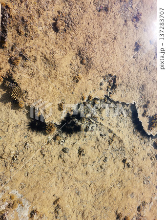 Sea urchins on the seabed. 137283707