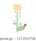 菜の花とてんとう虫の春イラスト素材 137283758