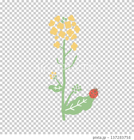 春季油菜花和瓢蟲插圖 137283758