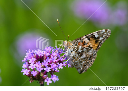三尺バーベナに止まるヒメアカタテハ 137283797