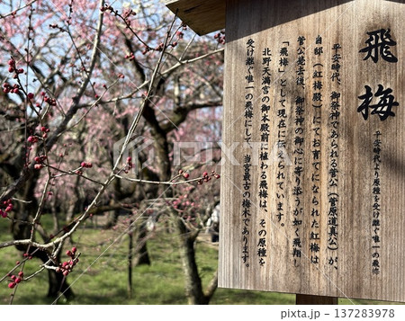 北野天満宮 飛梅 北野天満宮 飛梅 137283978