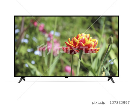 Modern wide screen TV showing field with tulips isolated on white 137283997