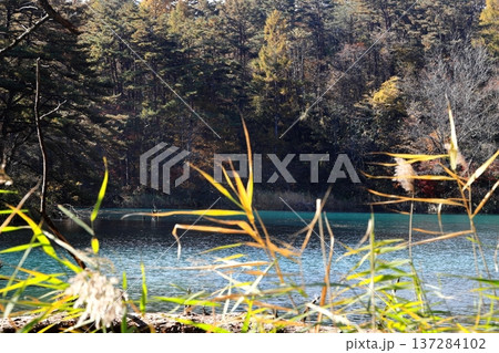 裏磐梯五色沼 紅葉 毘沙門沼 裏磐梯五色沼 紅葉 毘沙門沼 137284102