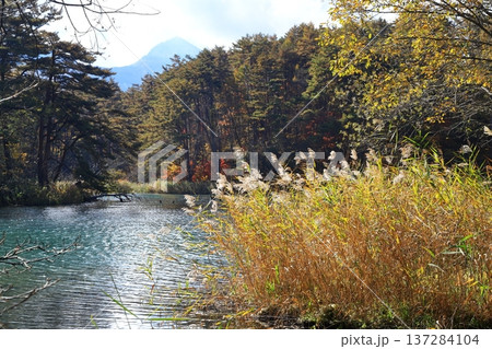 裏磐梯五色沼 紅葉 毘沙門沼 裏磐梯五色沼 紅葉 毘沙門沼 137284104