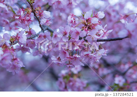 ピンクが可愛いカワズザクラの花をクローズアップ/埼玉県・3月 ピンクが可愛いカワズザクラの花をクローズアップ/埼玉県・3月 137284521