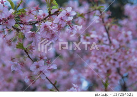 左にカワズザクラの花をクローズアップ/埼玉県・3月 左にカワズザクラの花をクローズアップ/埼玉県・3月 137284523