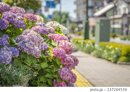 春日部市　かすかべ大通り 137284539