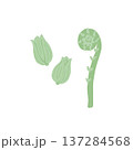 ふきとこごみのイラスト素材（春の味覚山菜セット） 137284568