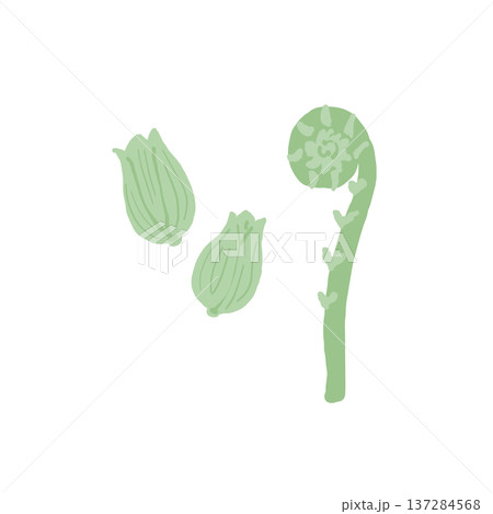 ふきとこごみのイラスト素材(春の味覚山菜セット) ふきとこごみのイラスト素材(春の味覚山菜セット) 137284568