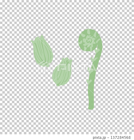 ふきとこごみのイラスト素材(春の味覚山菜セット) ふきとこごみのイラスト素材(春の味覚山菜セット) 137284568