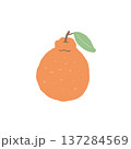 デコポン（柑橘）のイラスト素材 137284569