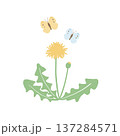 タンポポとモンシロチョウの春イラスト素材 137284571