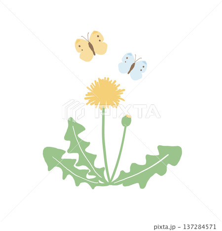 タンポポとモンシロチョウの春イラスト素材 137284571