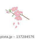 桜の枝のイラスト素材（春の花（さくら）） 137284576