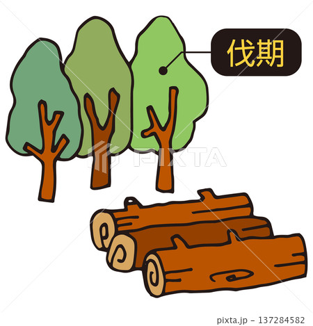 伐期の林木 137284582