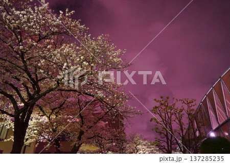 夜桜と空色 137285235