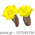 早春に黄色い可愛らしい花を咲かせる福寿草 137285236