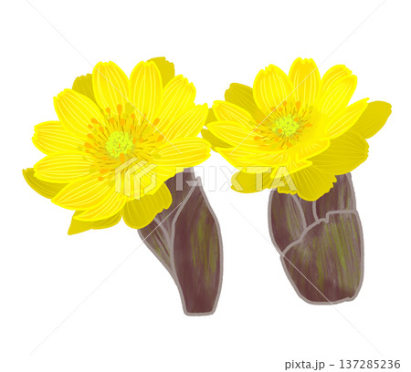 早春に黄色い可愛らしい花を咲かせる福寿草 137285236