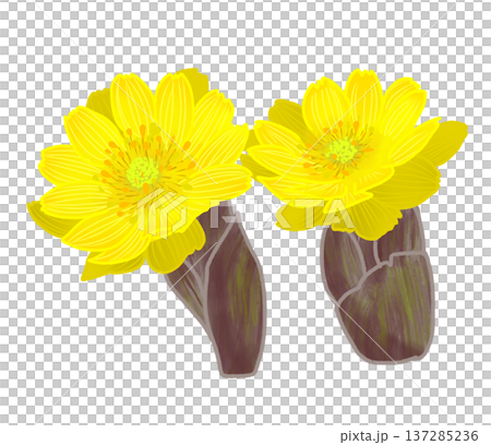 早春に黄色い可愛らしい花を咲かせる福寿草 137285236