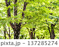 春日部市　中央町第4公園 137285274