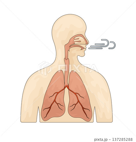 Illustration of Respiratory System Illustration of Respiratory System 137285288