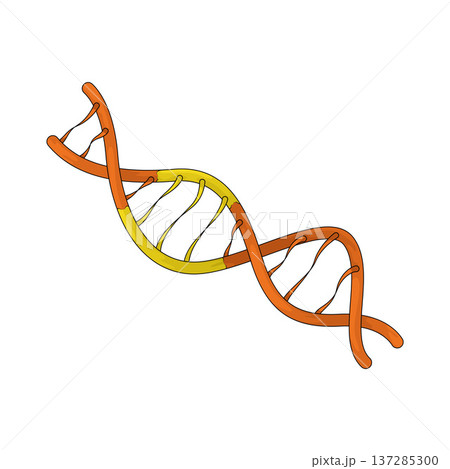 Illustration of DNA Illustration of DNA 137285300
