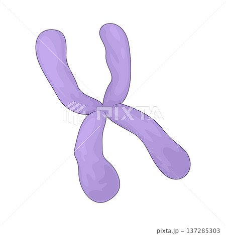 Illustration of Chromosome Illustration of Chromosome 137285303