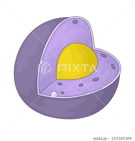 Illustration of nucleus Illustration of nucleus 137285304