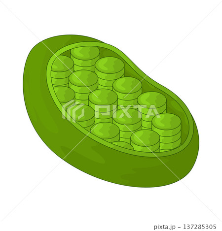 Illustration of Chloroplast 137285305