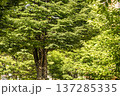 春日部市　中央町第4公園 137285335