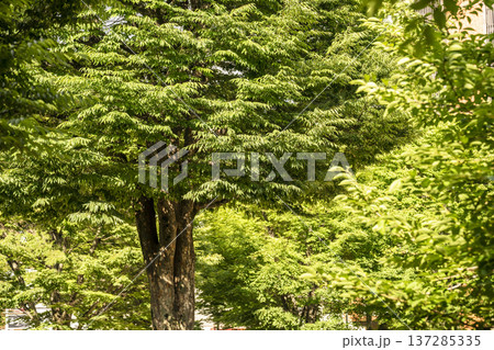 春日部市　中央町第4公園 137285335