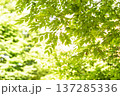 春日部市　中央町第4公園 137285336