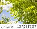 春日部市　中央町第4公園 137285337