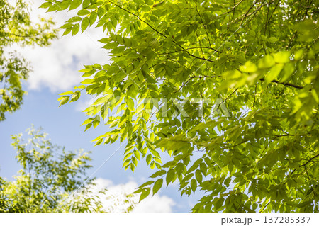 春日部市　中央町第4公園 137285337