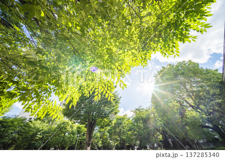 春日部市　中央町第4公園 137285340