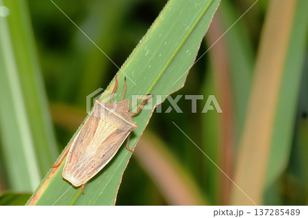 エビイロカメムシ 137285489