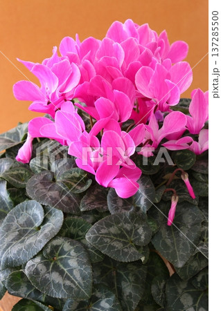 縦構図で写したピンクのシクラメン 花のクローズアップイメージ 縦構図で写したピンクのシクラメン 花のクローズアップイメージ 137285500